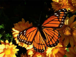 monarch butterfly, bee populations