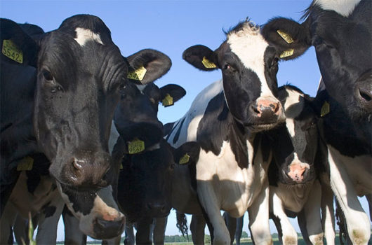 FDA will strengthen controls over antibiotics in livestock, says Gottlieb