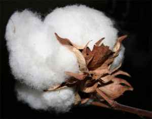 Cotton More Profitable, Could Surpass Soybeans